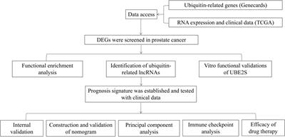 Ubiquitin-related lncRNAs: The new tool for prognosis prediction in prostate cancer